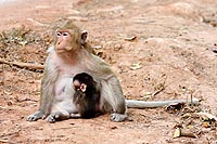 Cambodge Experience : les Singes Dorés
