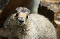 canada experience : marmotte des rocheuses, banff national park,alberta