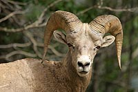 canada experience : mouflon d'amérique, banff national park,alberta