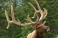 canada experience : cerf mulet, jasper national park,alberta