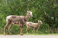 canada experience : chvre des rocheuses, jasper national park,alberta