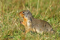 canada experience : chien de prairie, jasper national park,alberta