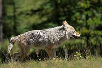 canada experience : loup, jasper national park,alberta