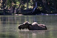 canada experience : orignal, jasper national park,alberta