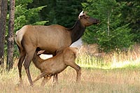 canada experience : wapiti, jasper national park,alberta