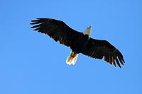 canada experience : pygargue  tte blanche, pacific rim national park, colombie britannique