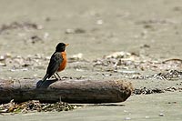 canada experience : merle d'amrique, pacific rim national park, colombie britannique