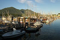canada experience : tofino, pacific rim national park, île de vancouver, colombie britannique