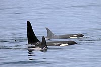 canada experience : orques dans la baie de victoria, le de vancouver, colombie britannique