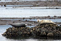 canada experience : phoques dans la baie de victoria, le de vancouver, colombie britannique