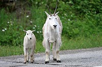 canada experience : chèvres des rocheuses, yoho national park, colombie britannique
