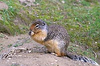 canada experience : chien de prairie, yoho national park, colombie britannique