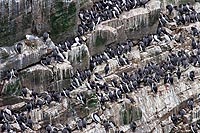 Terre-Neuve experience : Cape St. Mary's ecological reserve