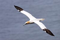 Terre-Neuve experience : fous de bassan du Cape St. Mary's ecological reserve