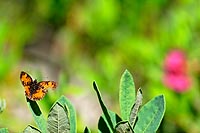 Terre-Neuve experience : les papillons du terra nova national park