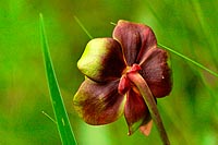 Terre-Neuve experience : la sarracénie pourpre, fleur emblèmatique du terra nova national park et de terre-neuve
