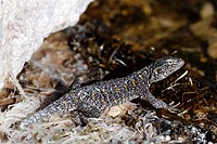 Chili, désert Atacama : lézard de Puritama