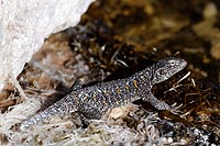 Chili, dsert Atacama : lzard de Puritama