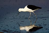Chili, désert Atacama : Avocette des Andes