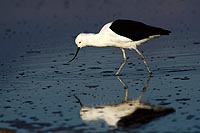 Chili, dsert Atacama : Avocette des Andes