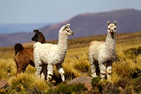 Chili, désert Atacama : Lamas