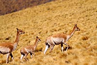 Chili, dsert Atacama : Vigognes