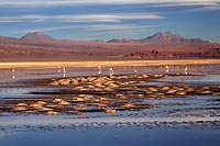 Chili, désert Atacama : laguna Chaxa