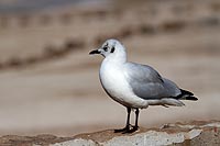 Chili, dsert Atacama : 