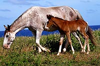 le de Pques : les chevaux sauvages!