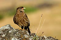 Île de Pâques : Caracara Chimango