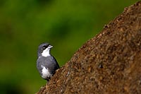 Île de Pâques : Diuca-Finch commun
