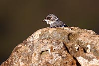 Île de Pâques : moineau domestique