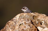 le de Pques : moineau domestique