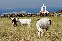 Grèce experience : île de mykonos