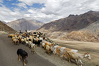 Ladakh, Inde du Nord