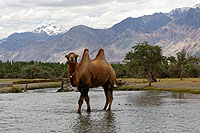 Ladakh, Inde du Nord