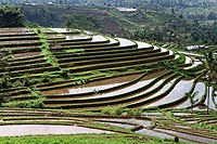 Bali experience : rizières en terrasses de Jatiluwih