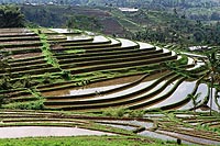 Bali experience : rizires en terrasses de Jatiluwih