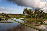 Bali experience : rizires en terrasses de Campuhan