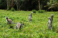 Madagascar, l'aventure du Grand Sud
