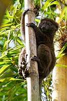 Madagascar, l'aventure du Grand Sud