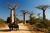 Madagascar experience : allée des baobabs