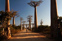 Madagascar experience : baobab express