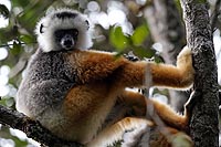 Madagascar experience : rserve indri-indri