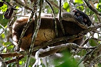 Madagascar experience : réserve indri-indri