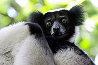 Madagascar experience : réserve indri-indri