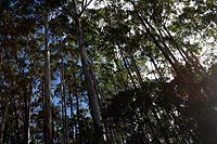 Madagascar experience : réserve vakona