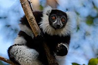 Madagascar experience : réserve vakona
