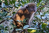 Madagascar experience : réserve vakona