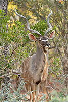 Malawi